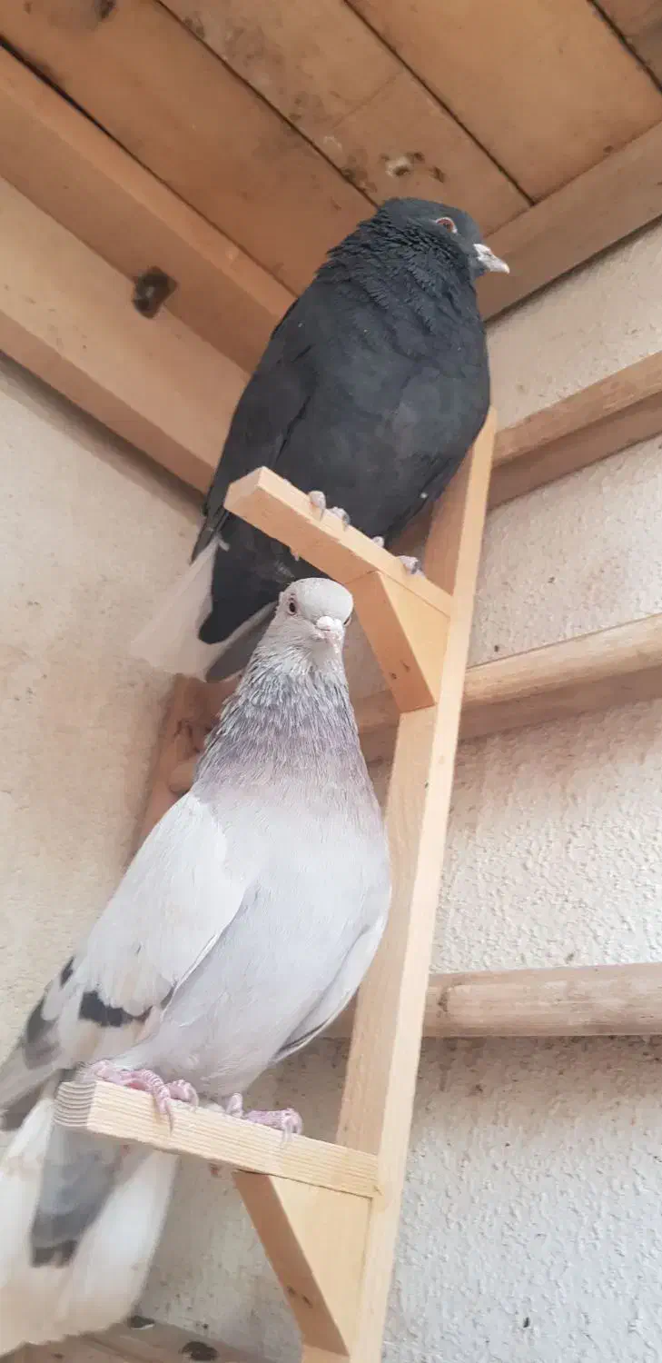 کفتر ماده دم سفید|پرنده|شیراز, صنایع الکترونیک|دیوار