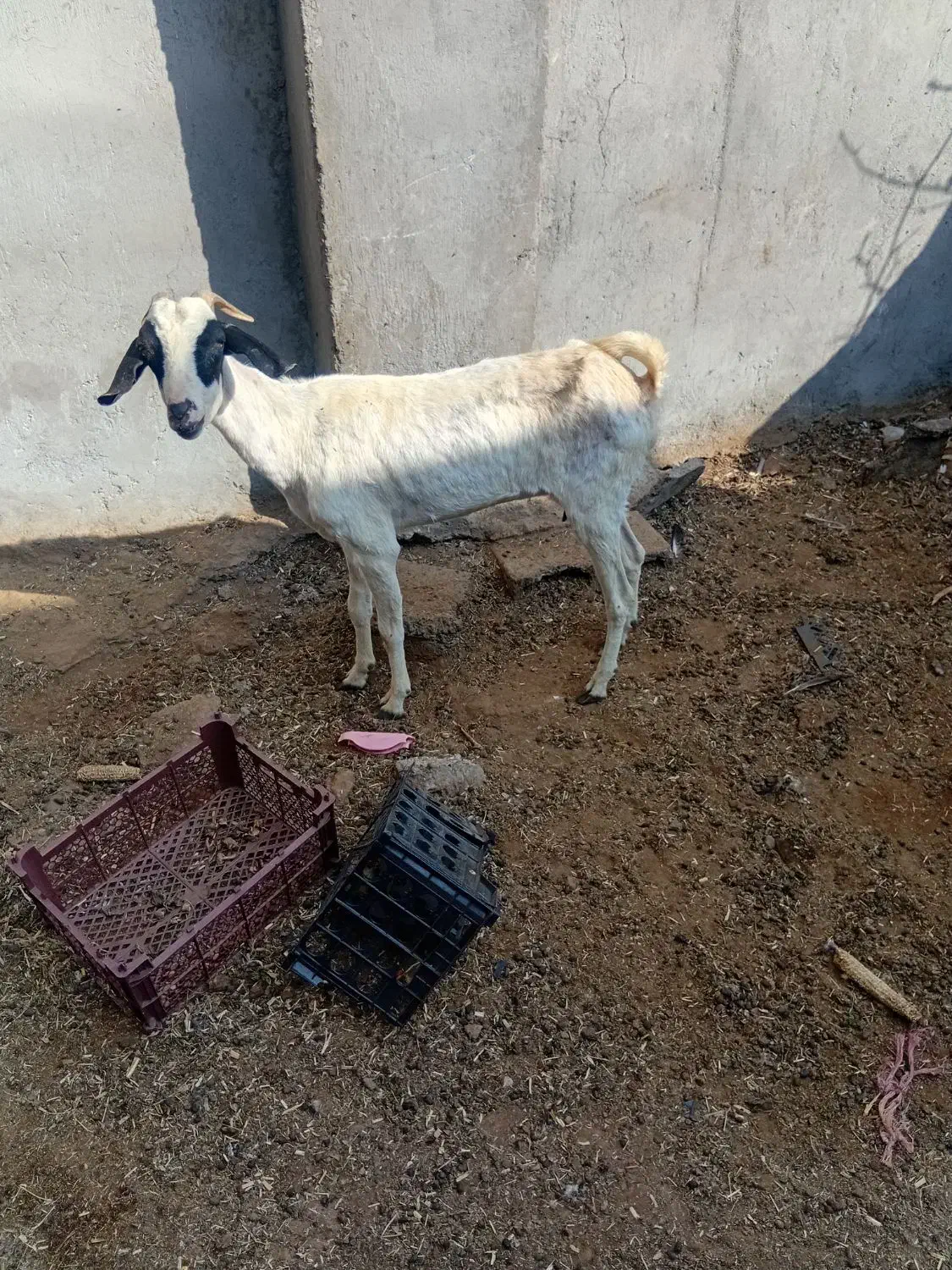 بز فروشی|حیوانات مزرعه|میناب, |دیوار