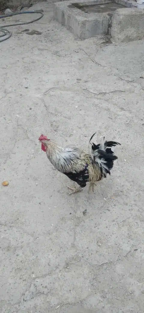 خروس محلی اصیل|حیوانات مزرعه|خورموج, |دیوار