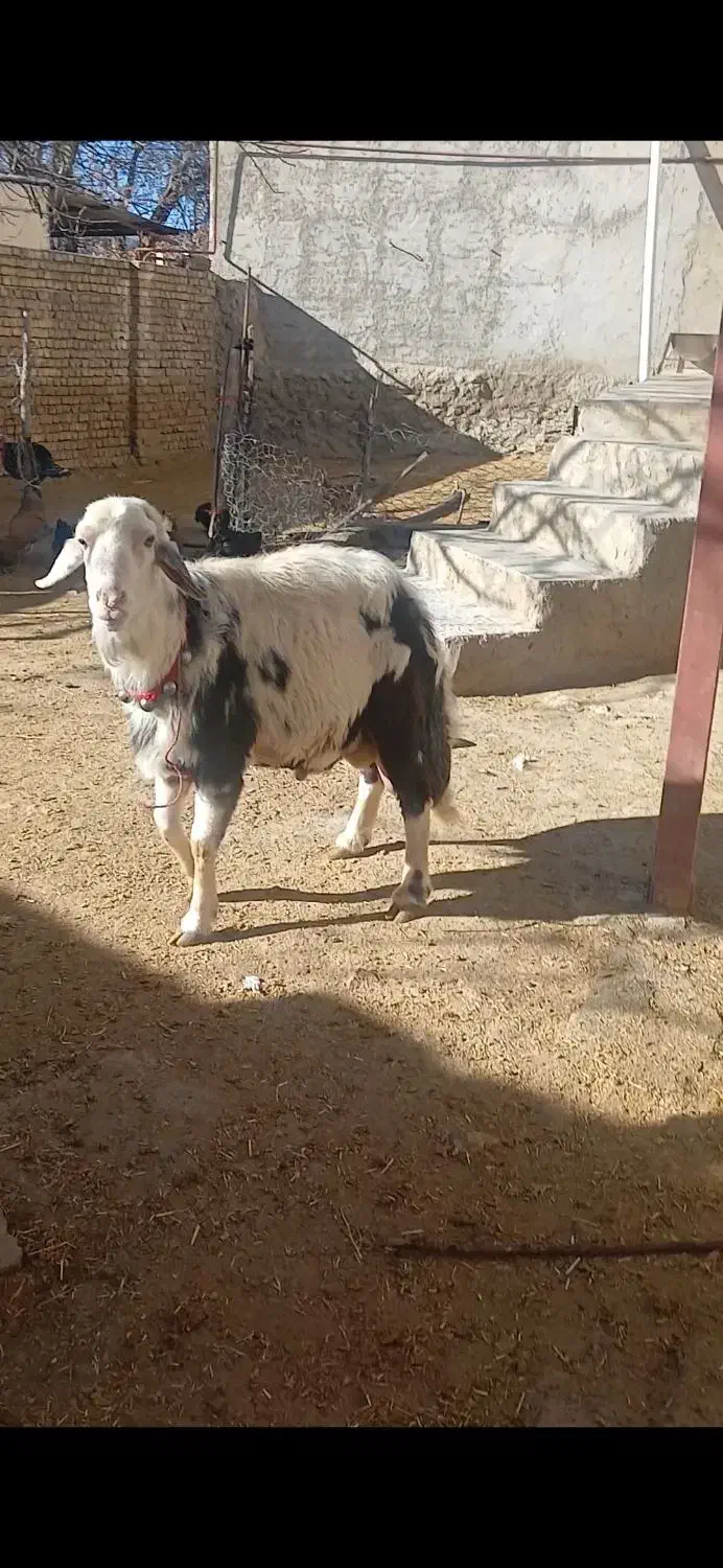 قوچ پلنگی|حیوانات مزرعه|بیرانوند, |دیوار