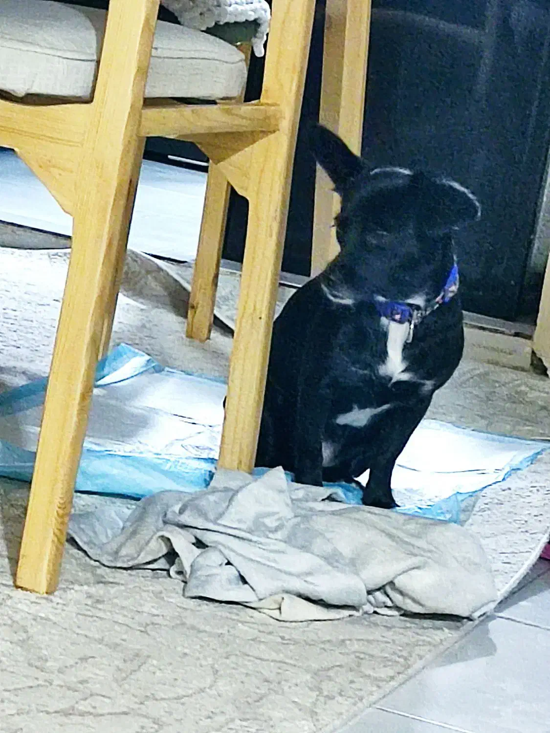 پامراشپیتز  ماده|سگ|محمدشهر, محمدشهر|دیوار