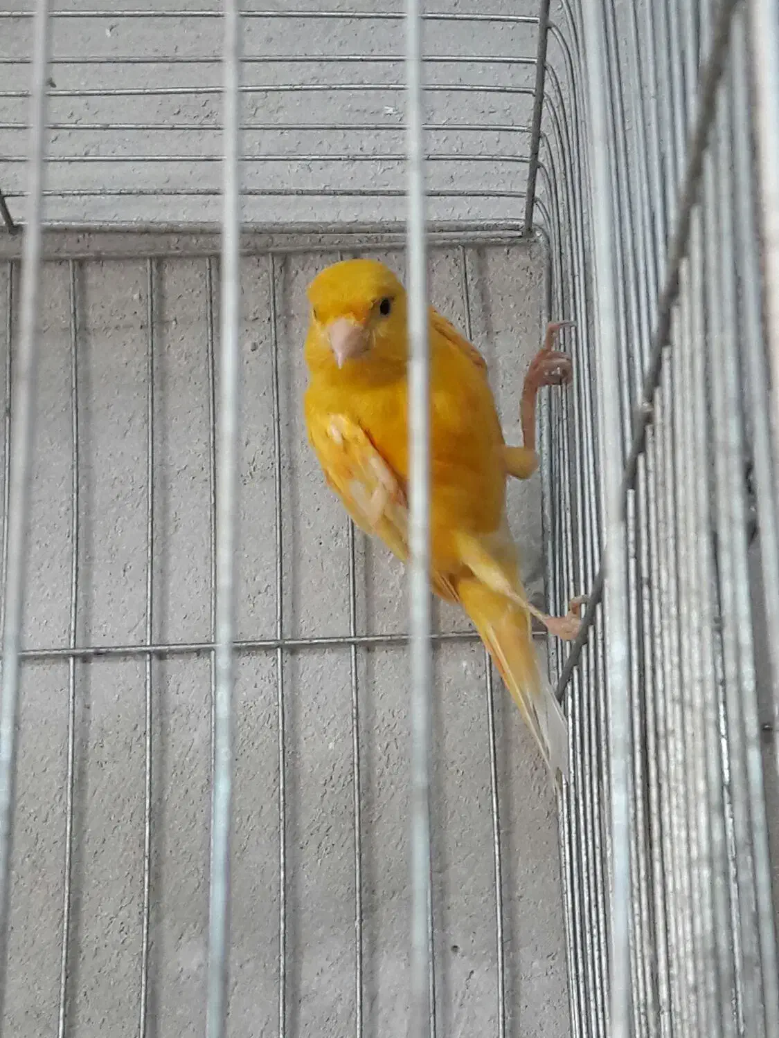 قناری نر|پرنده|الوند, |دیوار