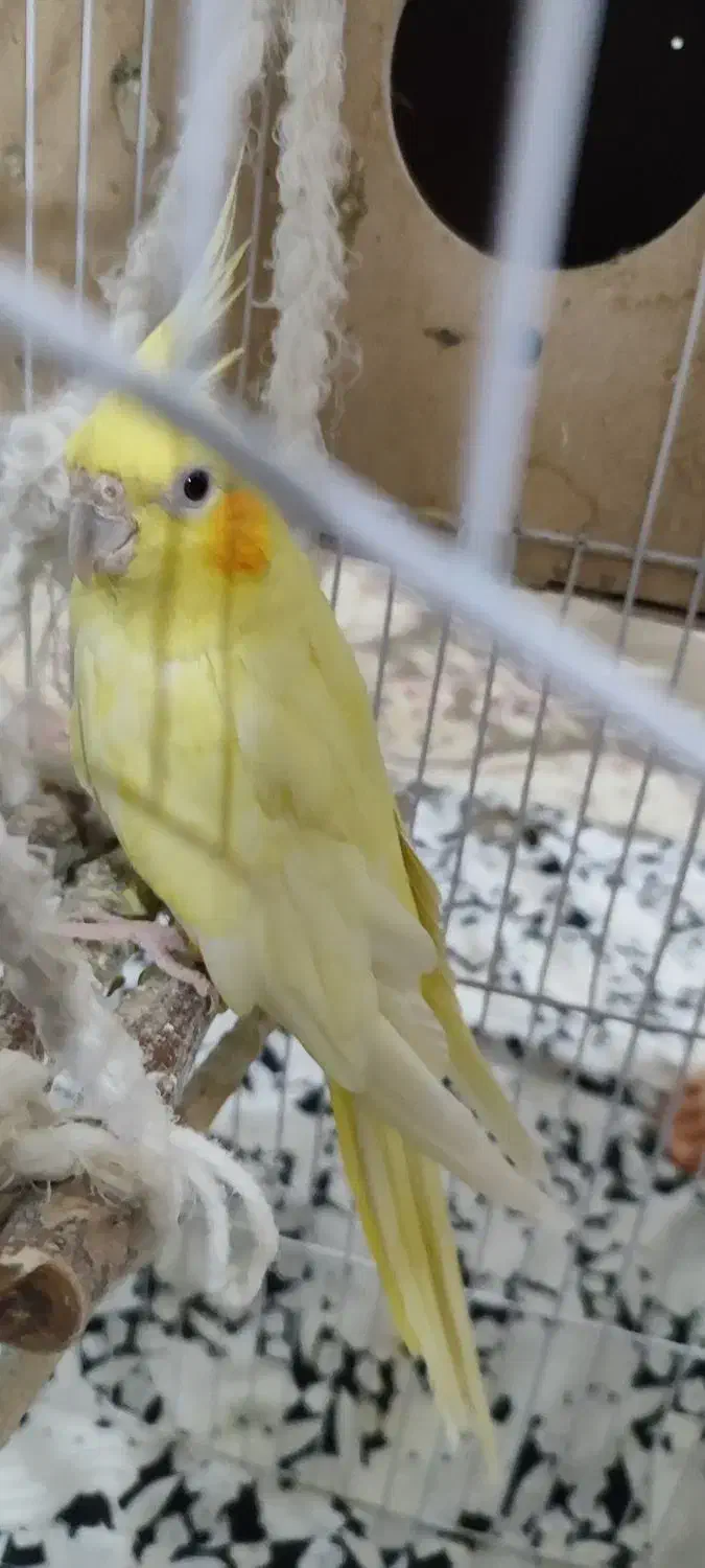 عروس هلندی|پرنده|ملایر, |دیوار