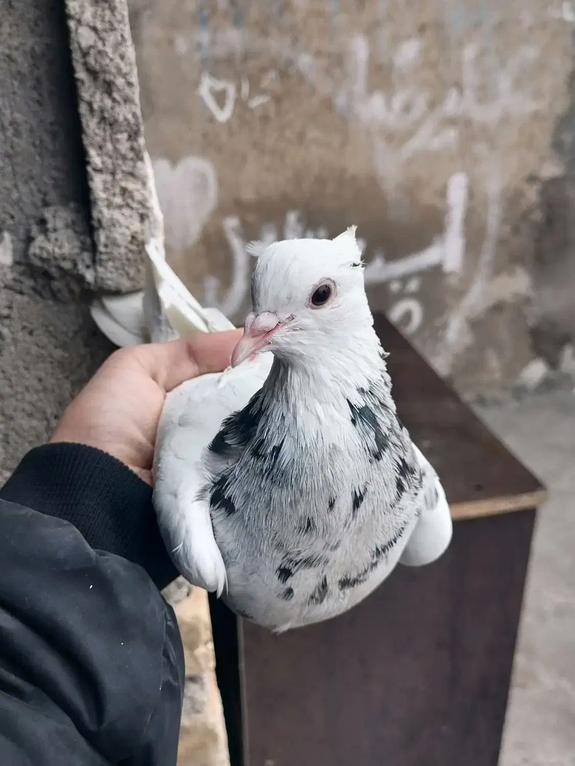 کبوتر|پرنده|دهدشت, |دیوار