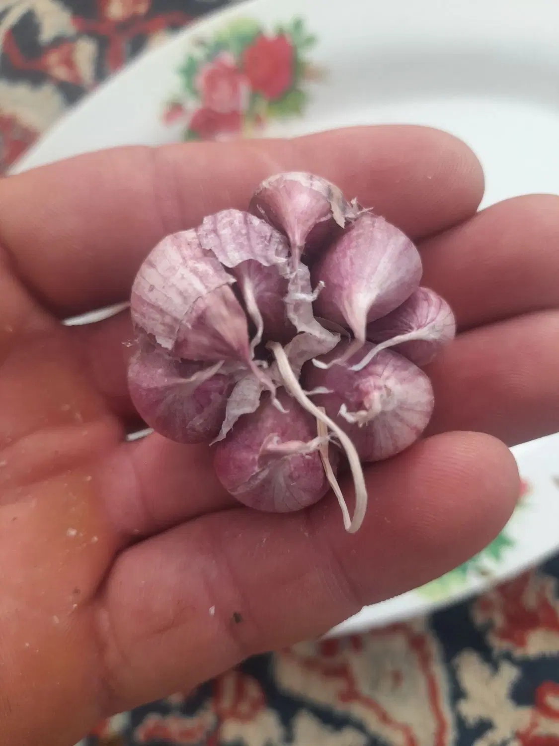 سیر|خوردنی و آشامیدنی|میاندوآب, |دیوار