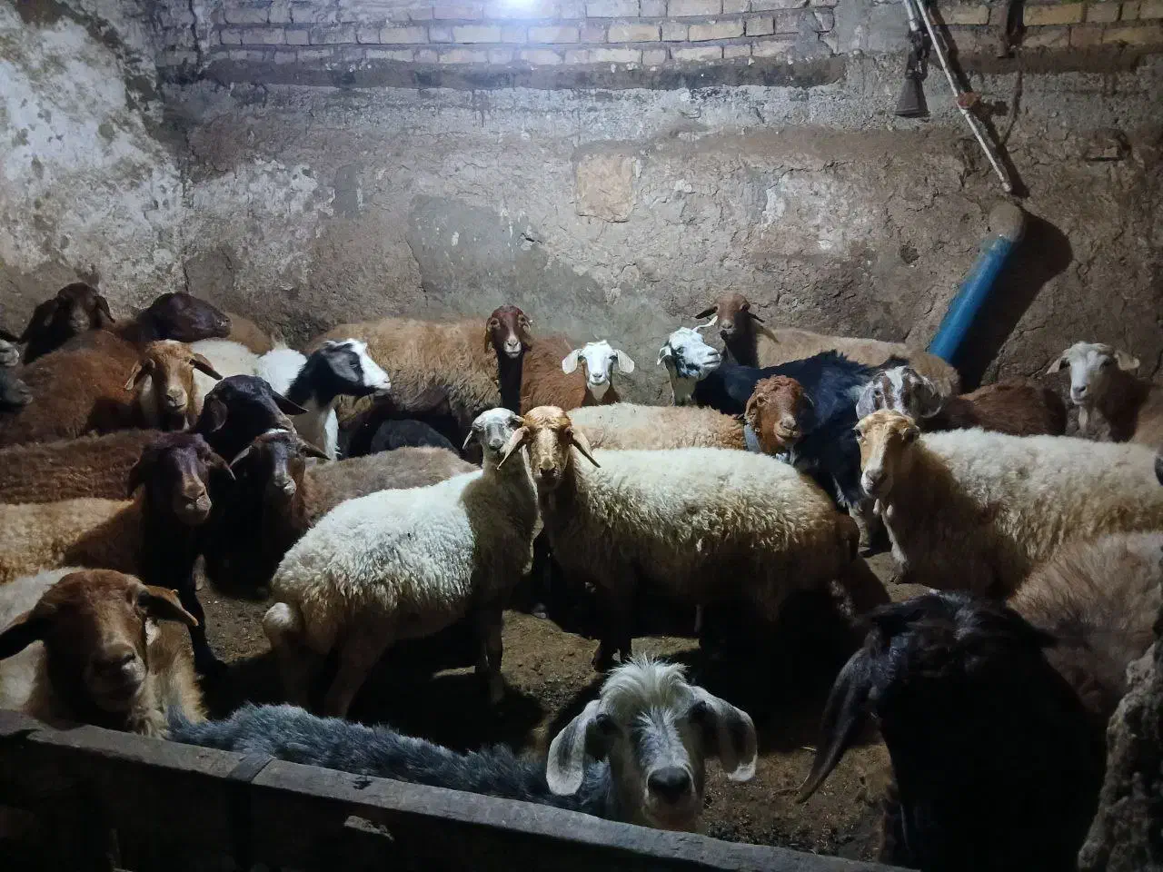 فروش دام|حیوانات مزرعه|شاهرود (اردبیل), |دیوار