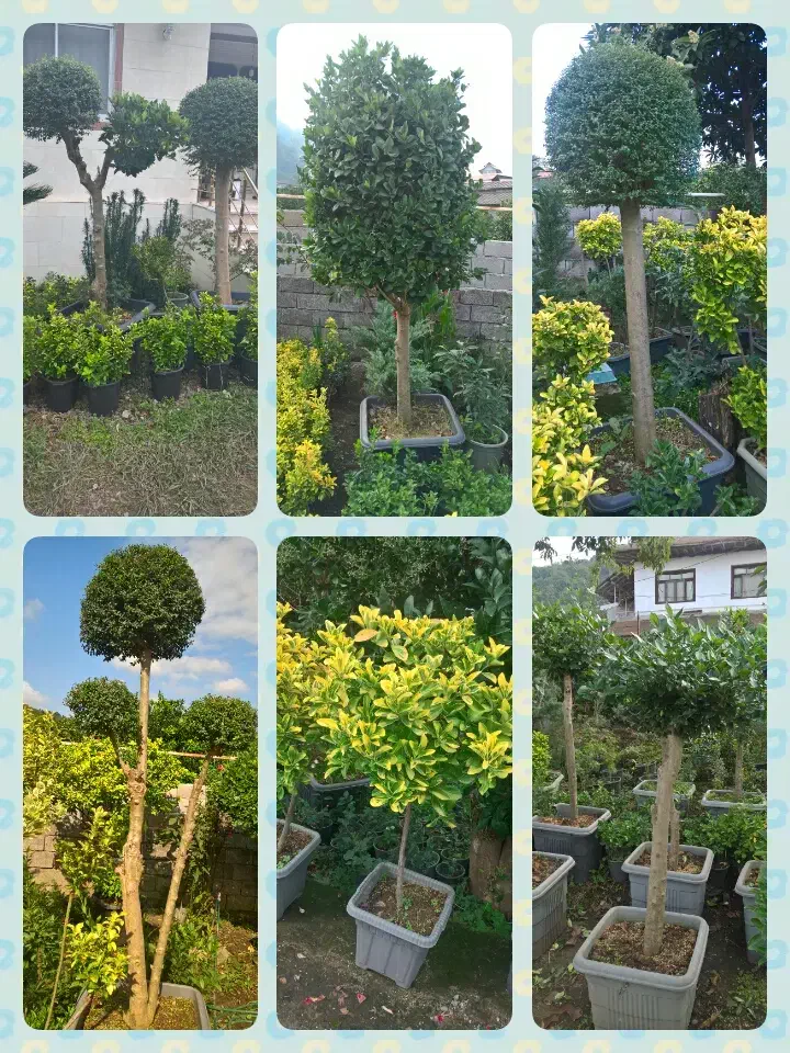 باغبانی رودهن پردیس جاجرود دماوند بومهن|خدمات باغبانی و درختکاری|پردیس, شهرک صنعتی کمرد|دیوار