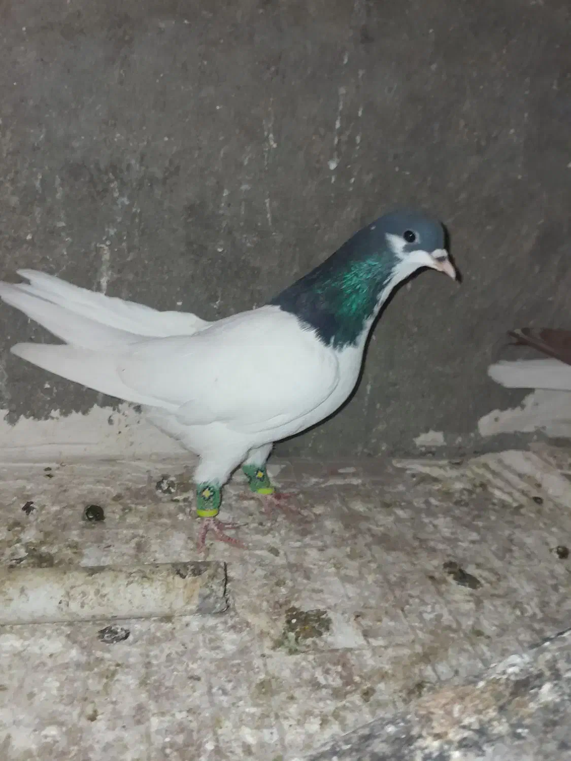 جفت شصطی نروماده|پرنده|تاکستان, |دیوار