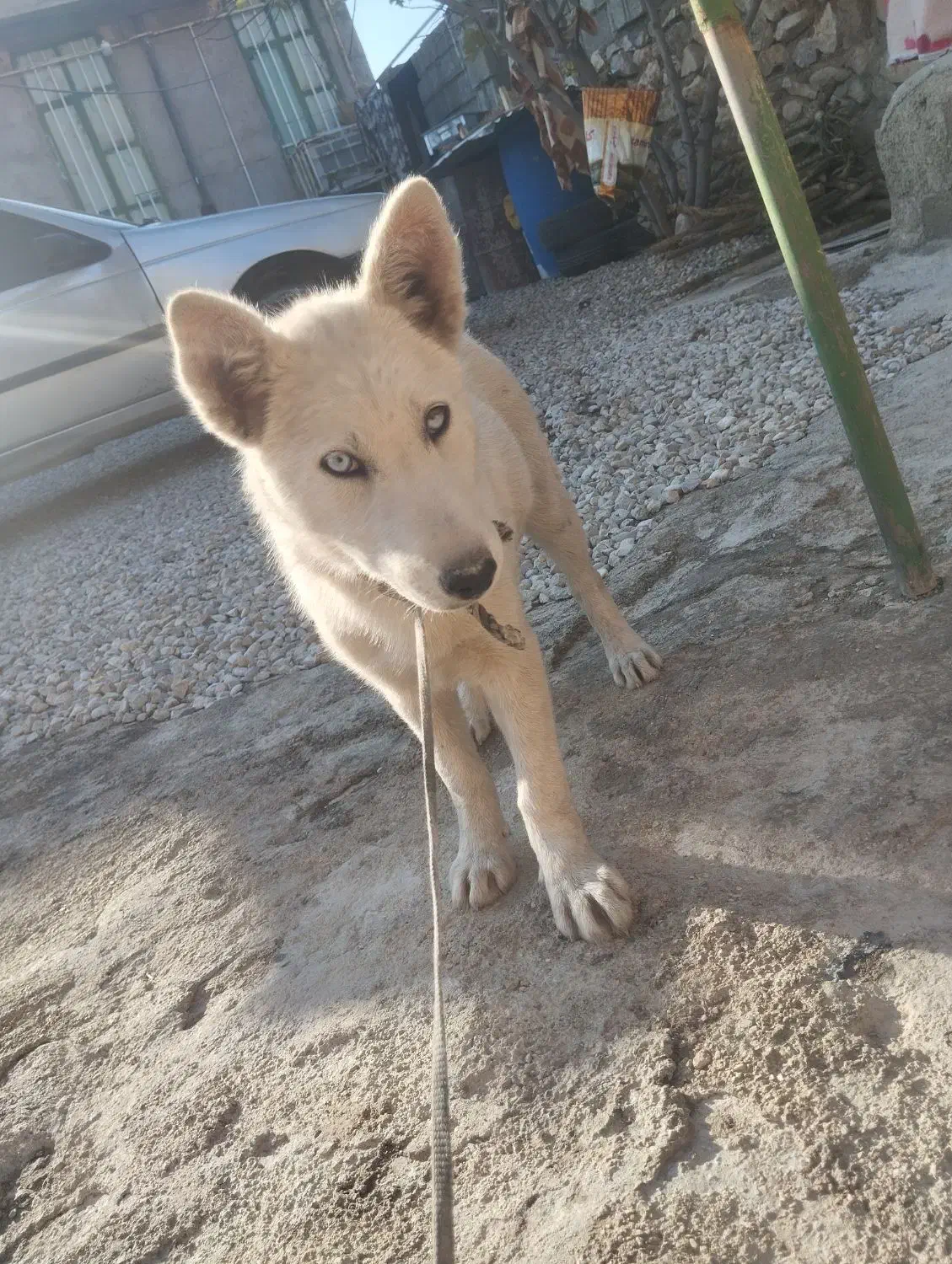 توله سگ هاسکی|سگ|چرام, |دیوار