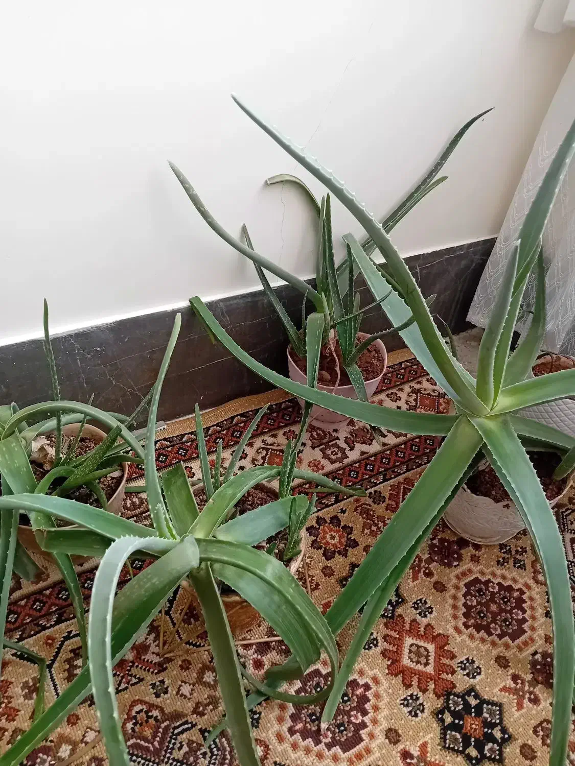 گل و گیاه|گل و گیاه طبیعی|قم, شاه ابراهیم|دیوار