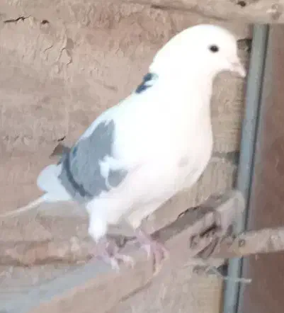 نر پشت سبز گمشده|حیوانات|اراک, |دیوار