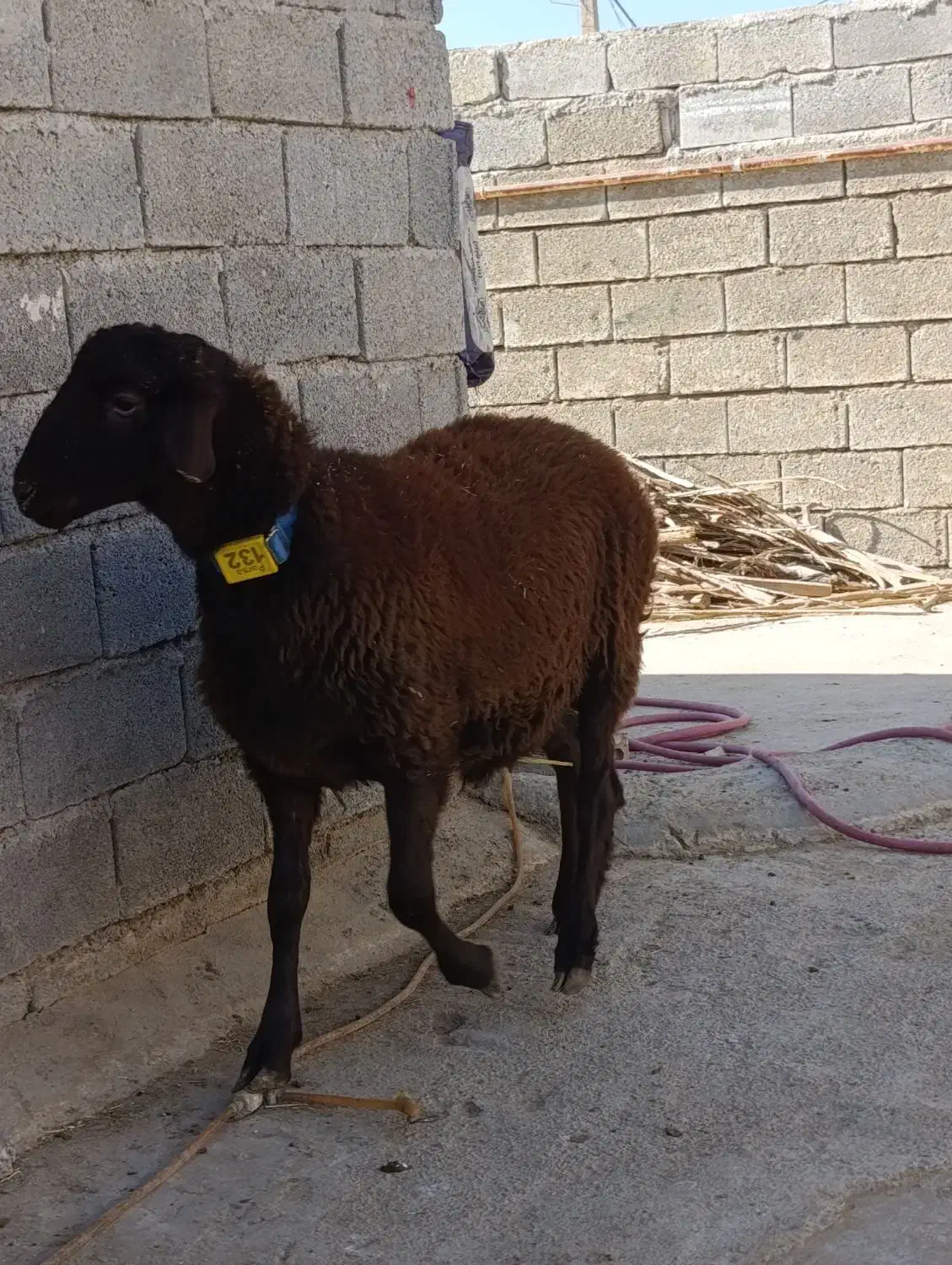 مژده مرکز اصلاح نژاد میش در شهرستان.همو ‌و...|حیوانات مزرعه|بهبهان, |دیوار