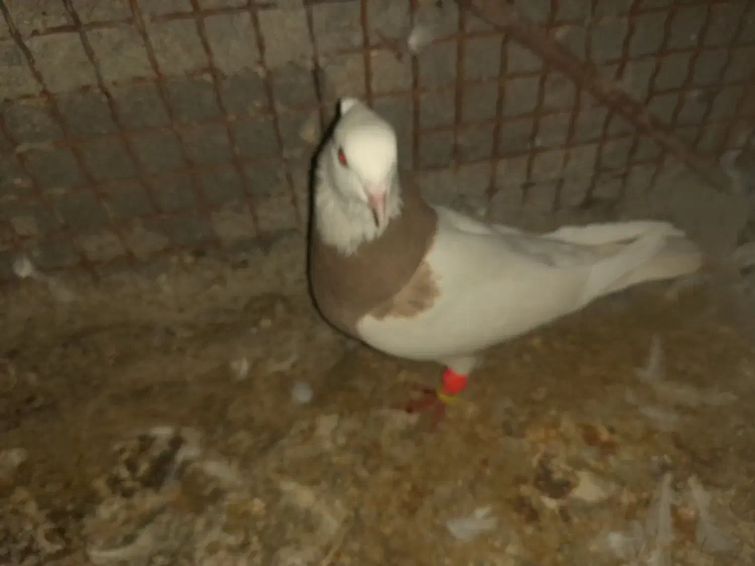 فروش ماده کارتونی|پرنده|لامرد, |دیوار