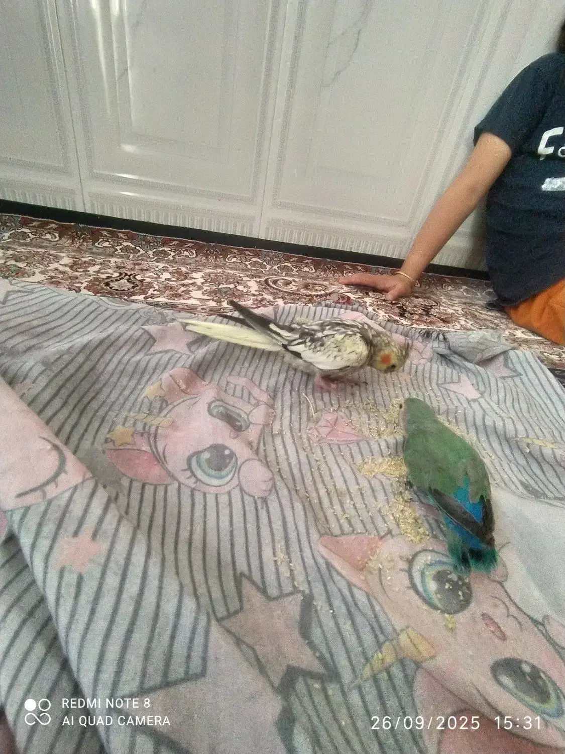 گم شده|پرنده|ملایر, |دیوار