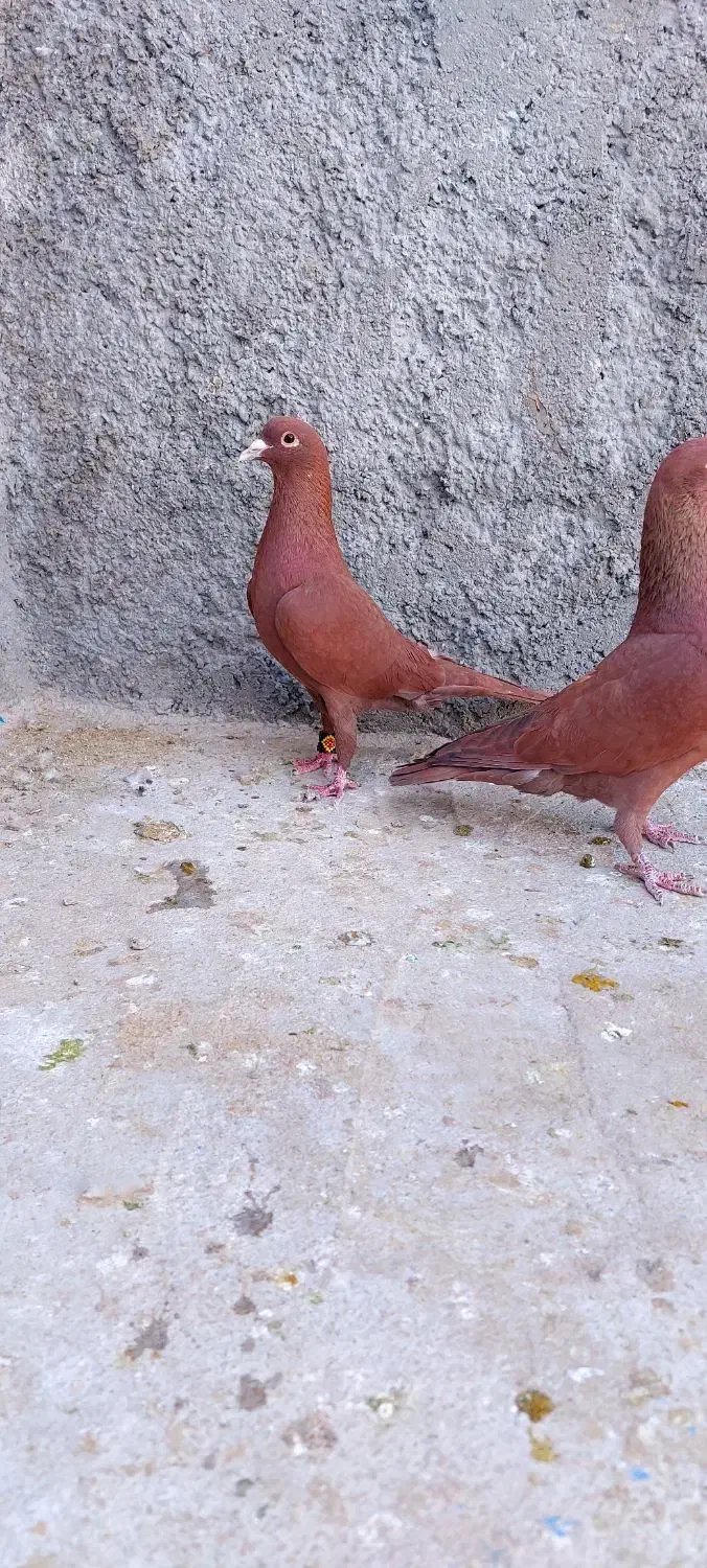 سرخ|پرنده|زاهدان, |دیوار