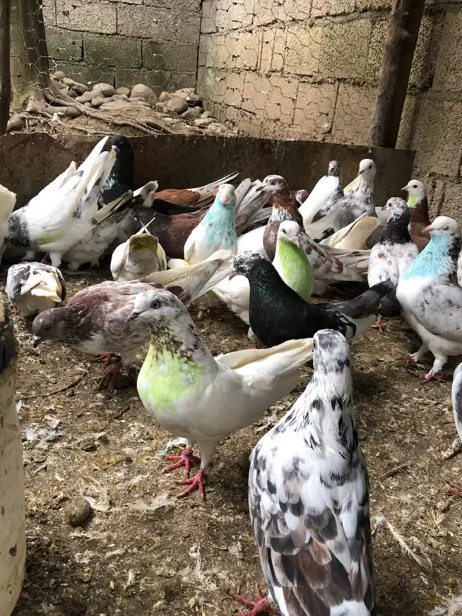 کفتر پرشی تهرانی|پرنده|چالوس, |دیوار