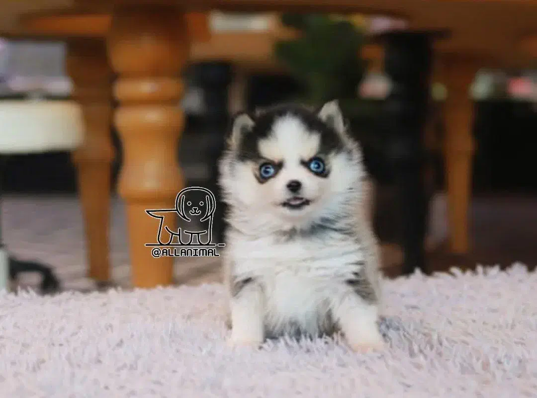 پشم.الو|سگ|بجنورد, |دیوار