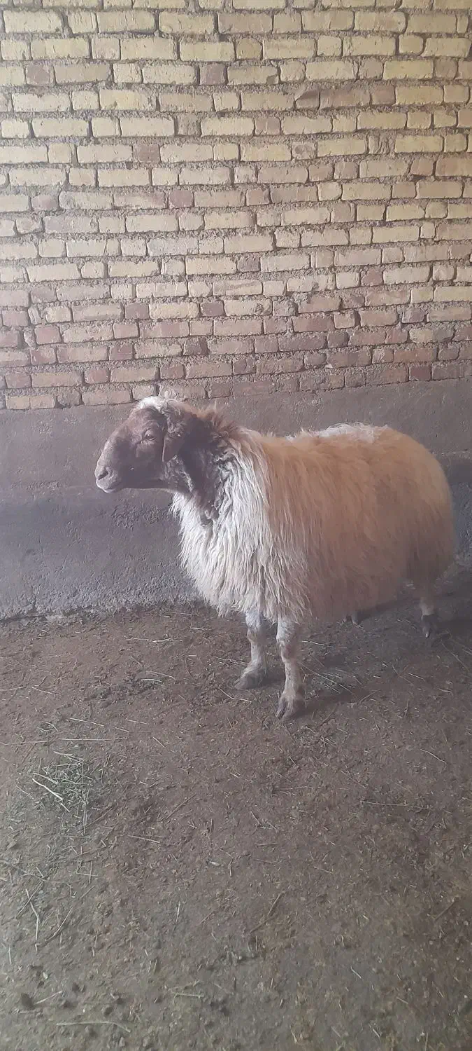 قوچ|حیوانات مزرعه|ماهیدشت, |دیوار