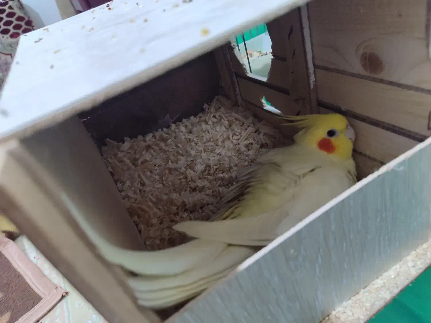 عروس هلندی|پرنده|بندر امام خمینی, |دیوار