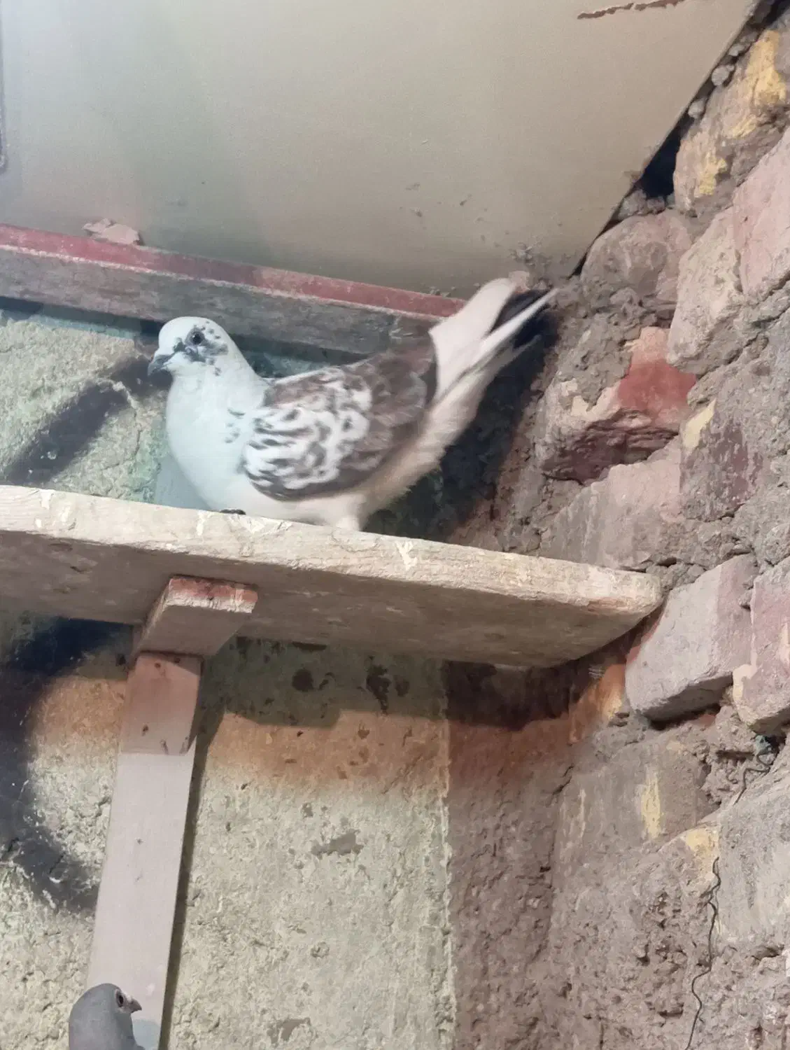 مجسمه کفتر|مجسمه، تندیس، ماکت|زابل, |دیوار