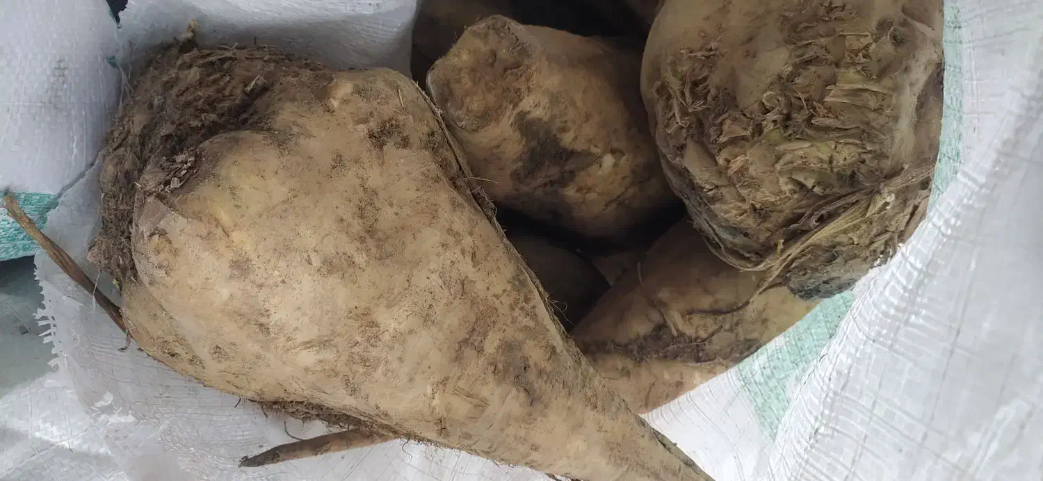 چغندر قند دامی|حراج|میاندوآب, |دیوار