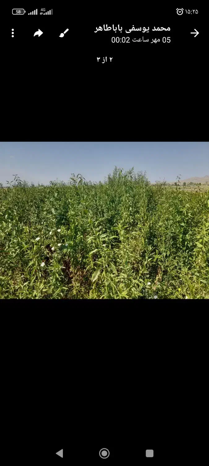 نهالستان تازه کند اخوند|خدمات باغبانی و درختکاری|یامچی, |دیوار