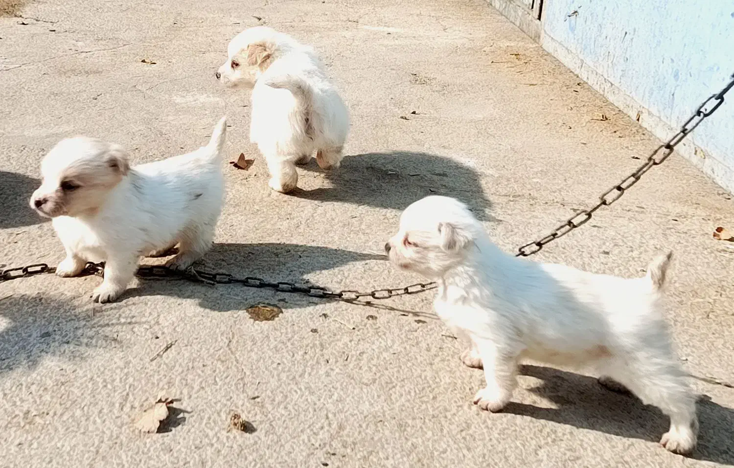 توله اشپیتزو|سگ|نجف‌آباد, گلدشت|دیوار