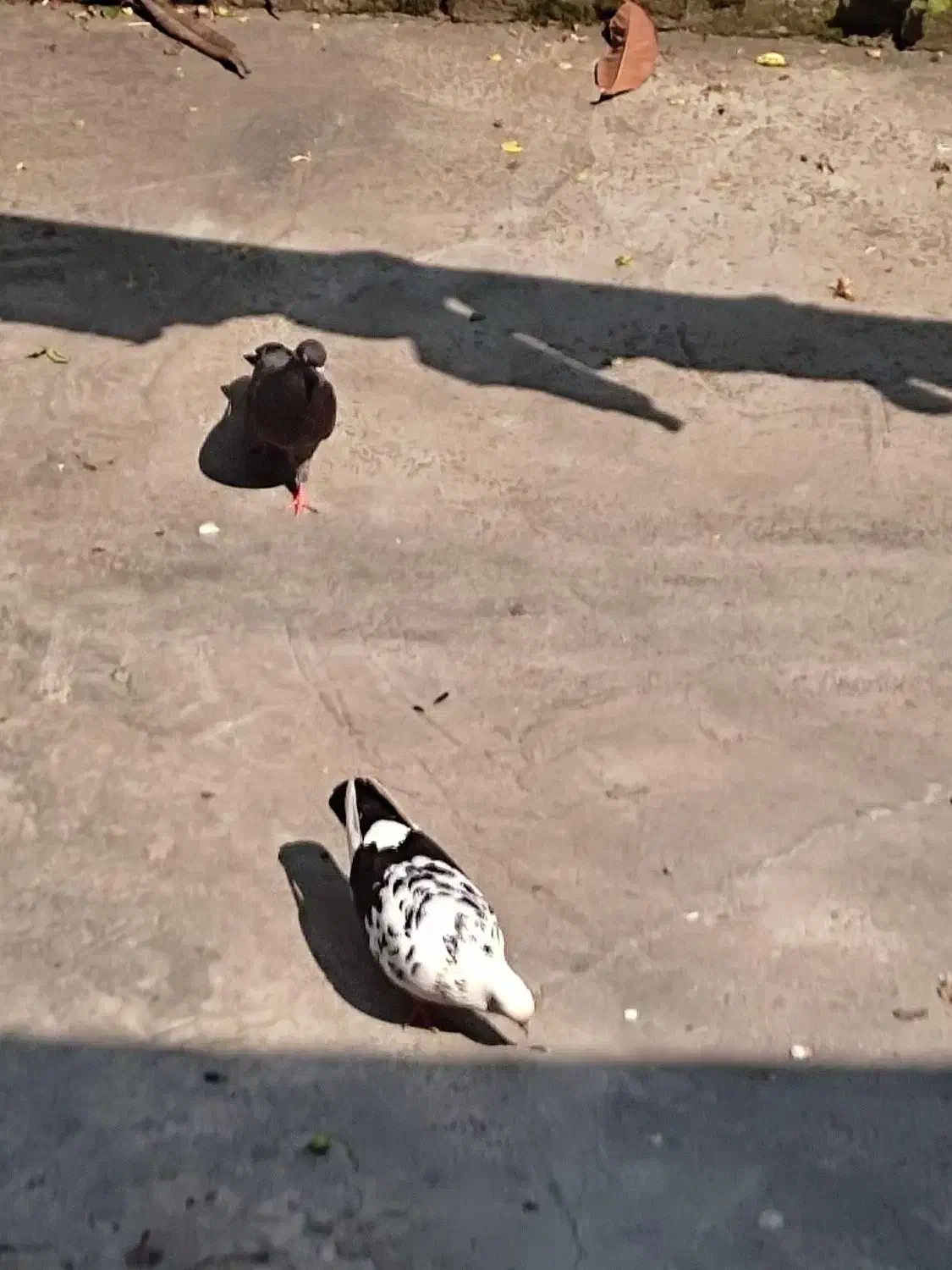 کبوتر خوشگل پرشی نشاندار جفتی|پرنده|رشت, گیل|دیوار