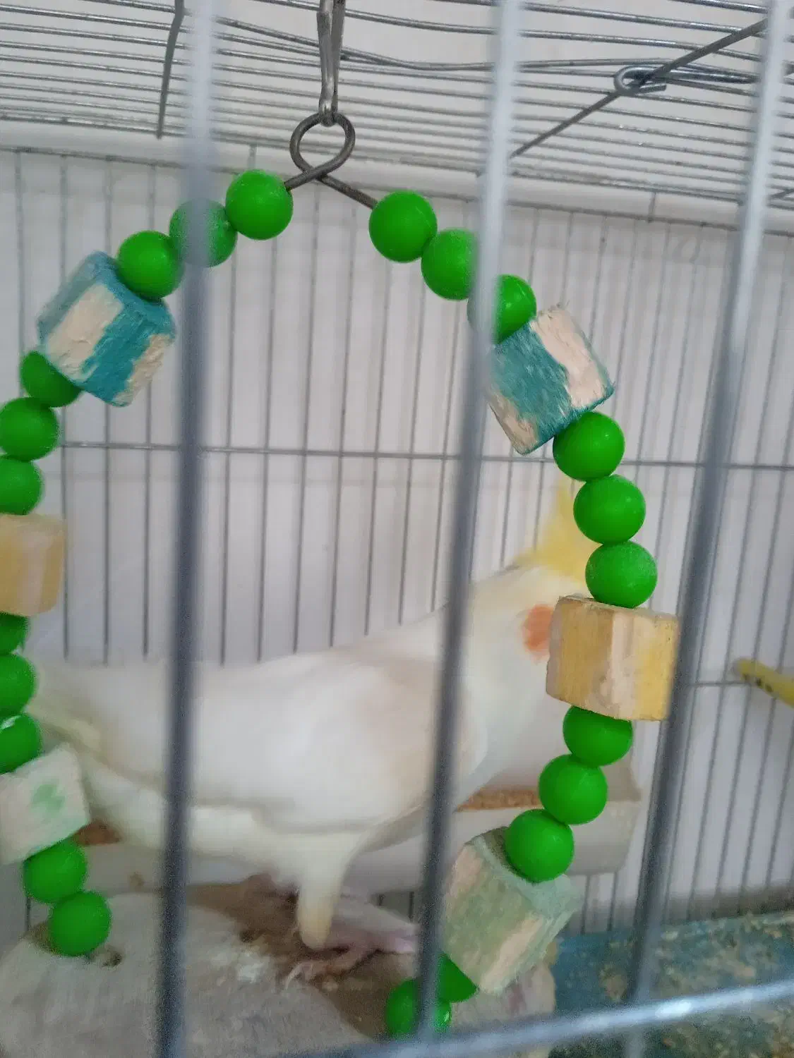 دو عروس هلندی نر و ماده و با یک جوجه یک ماهه|پرنده|مرند, |دیوار