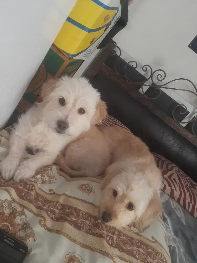 دوعدد سگ شیتزو تریر ماده|حیوانات|تهران, پاسداران|دیوار