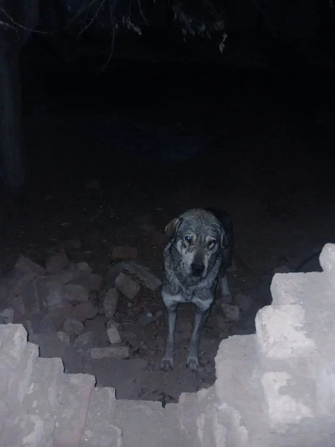 سگ پژدر|سگ|گل تپه, |دیوار