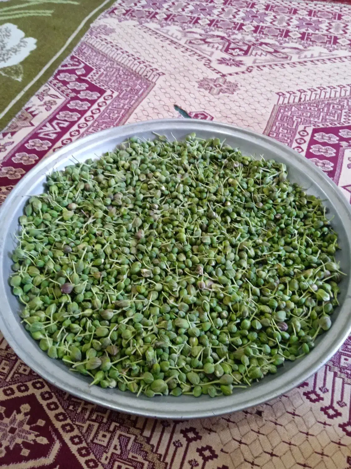 بذر کاپاریس یا کهورگ|گل و گیاه طبیعی|زابل, |دیوار