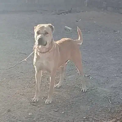 فروشی|سگ|فردوس (خراسان), |دیوار