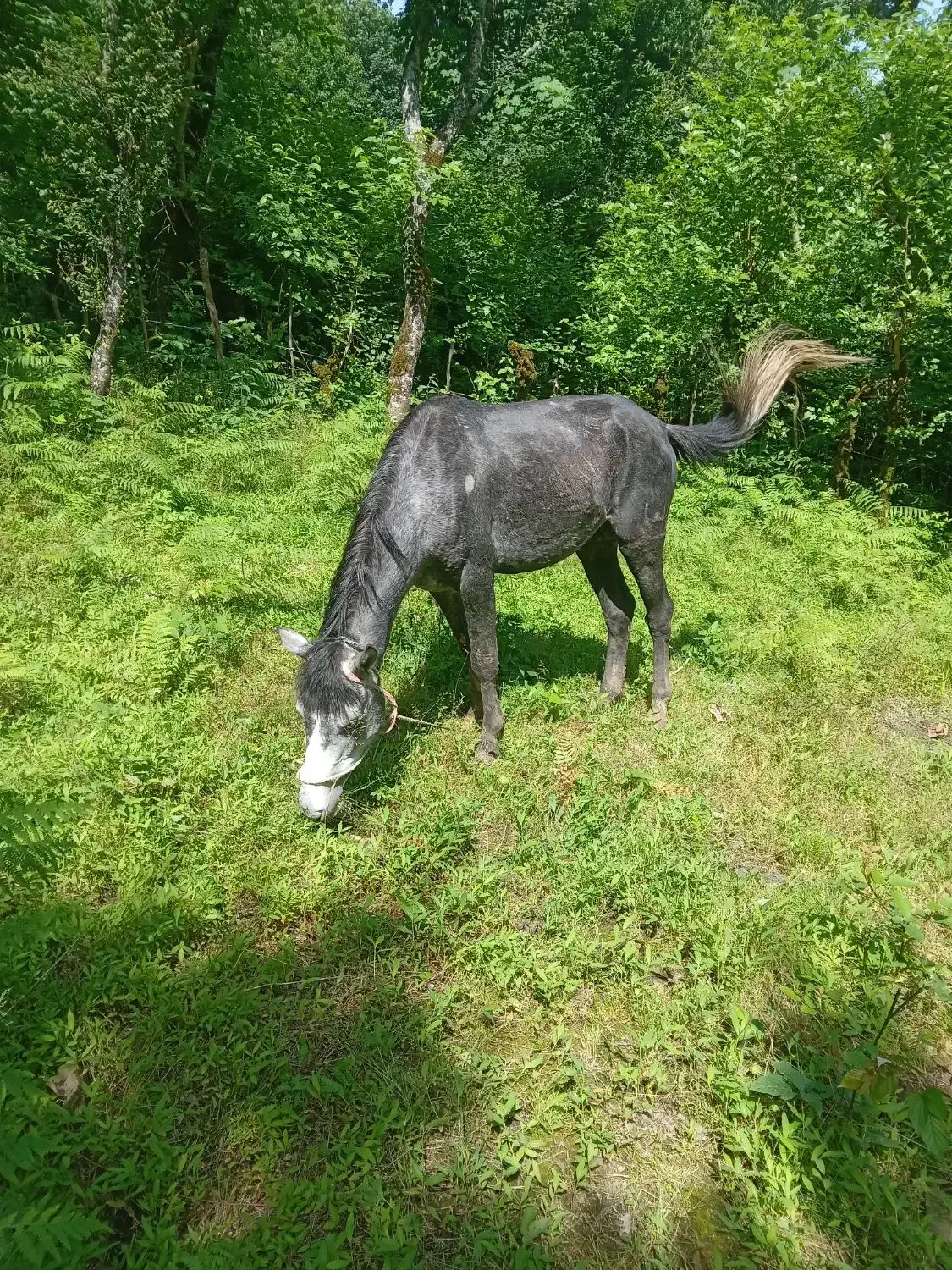 اسب نر|اسب و تجهیزات اسبسواری|لاهیجان, لیل|دیوار