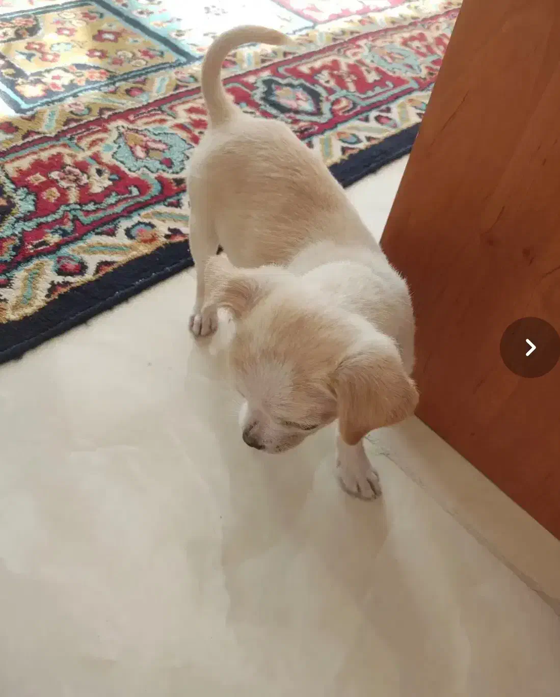 سگ آپارتمانی|سگ|کرمانشاه, |دیوار