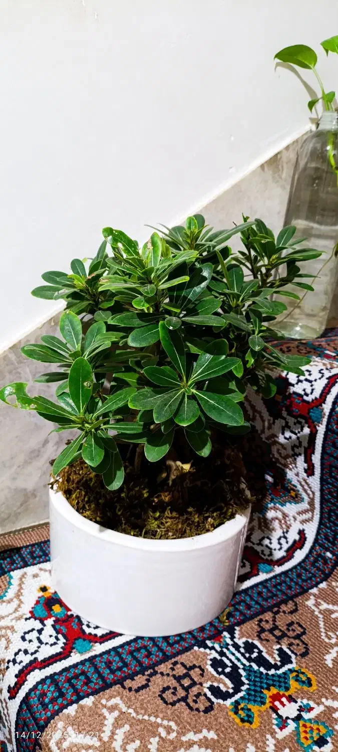 گل بنسای|گل و گیاه طبیعی|قم, زند آباد|دیوار