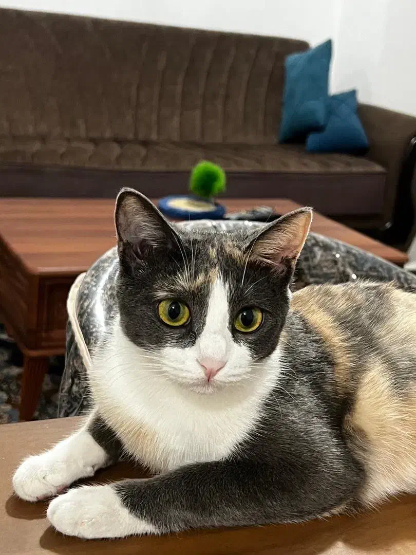 واگذاری گربه خانگی با وسایل|گربه|تبریز, |دیوار