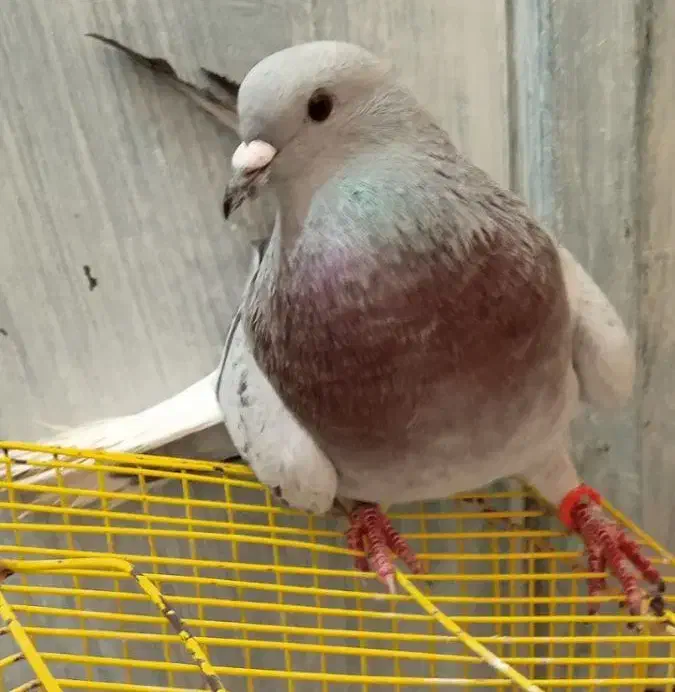 دم سفید سبزکلاغ دمسفید|پرنده|کرمان, |دیوار