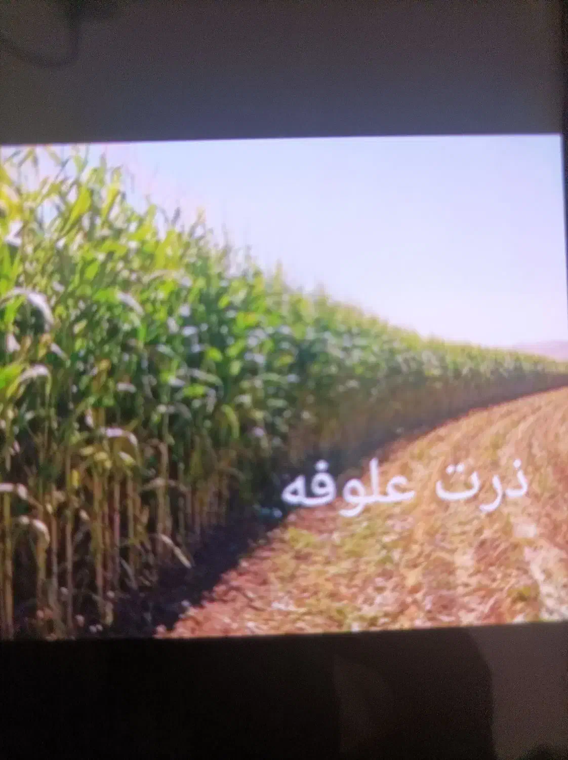 ذرت علوفه ای مرغوب وتازه|عمده‌فروشی|شیراز, باهنر|دیوار