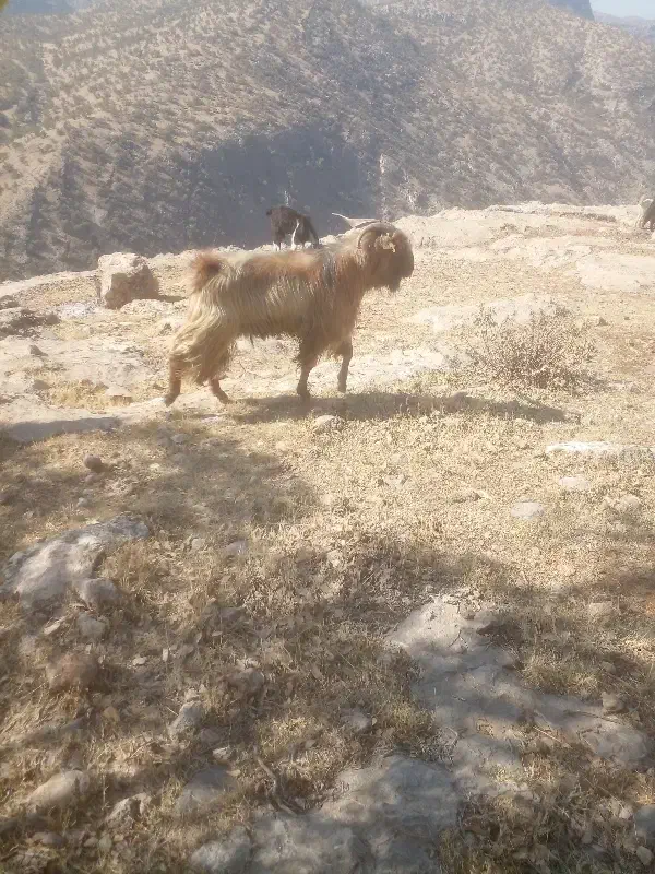 سلام کره نر برای فروش|حیوانات مزرعه|سمیرم, |دیوار