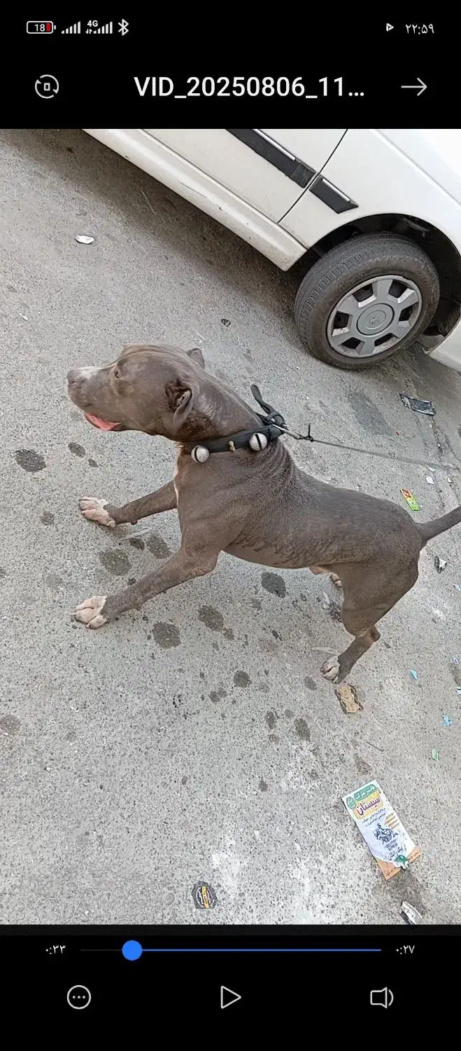 سگ پیتبول|سگ|بهارستان, |دیوار