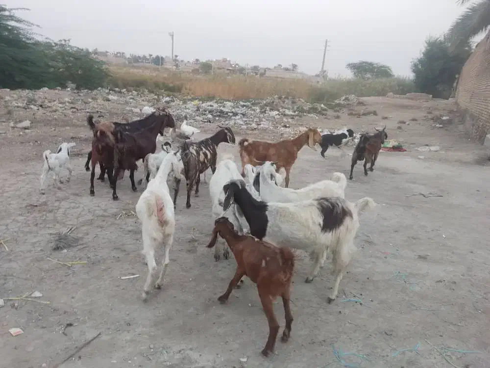 حیوان بز|حیوانات مزرعه|خرمشهر, |دیوار