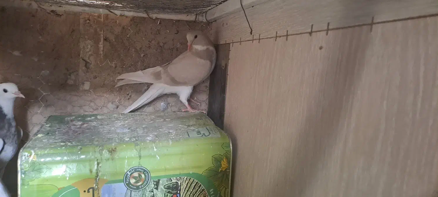 کله سفید و ساده|پرنده|آیسک, |دیوار