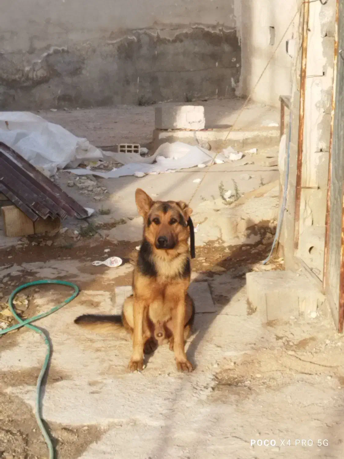 ژرمن ورک گمشده|حیوانات|شیراز, شهرک کوثر|دیوار