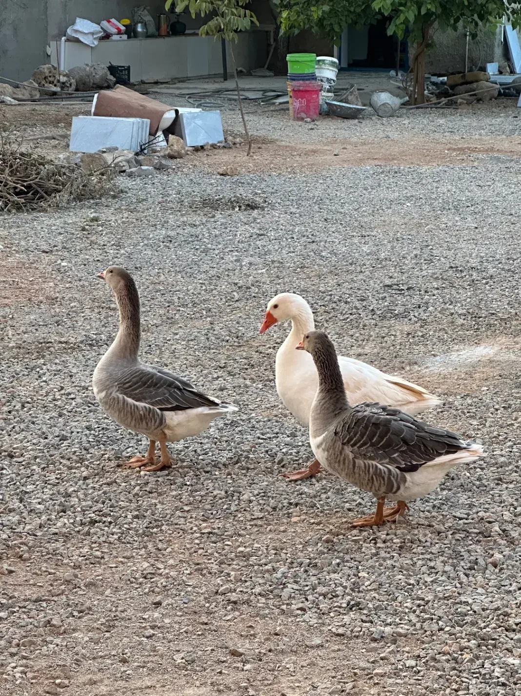 غاز و قوغاز|حیوانات مزرعه|بروجن, |دیوار