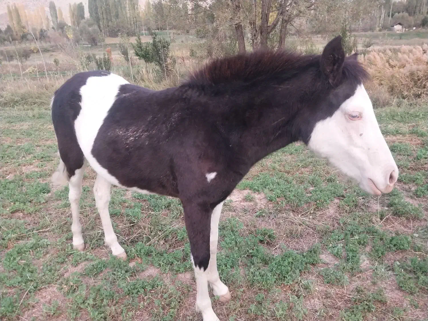 اسب مادیون اروم و یورقه|اسب و تجهیزات اسبسواری|ارجمند, |دیوار