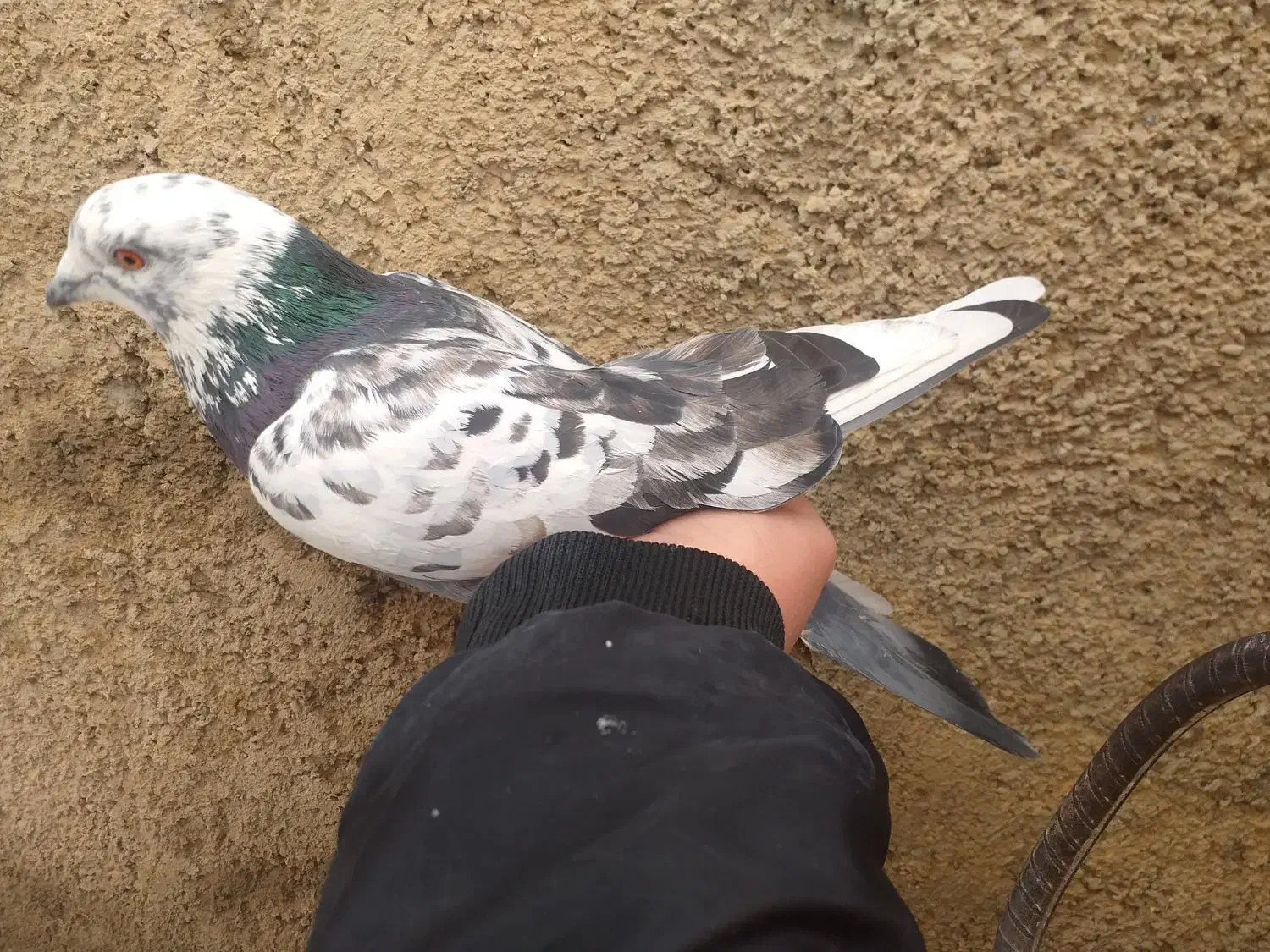 کبوتر|پرنده|سجاس رود, |دیوار