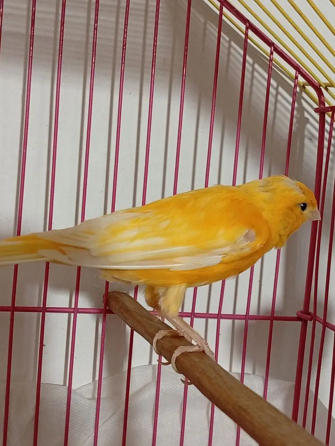 ...|پرنده|جوانرود, |دیوار