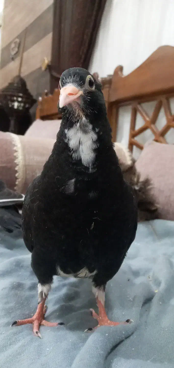 جوجه پلنگ دسی|حیوانات|رفسنجان, |دیوار