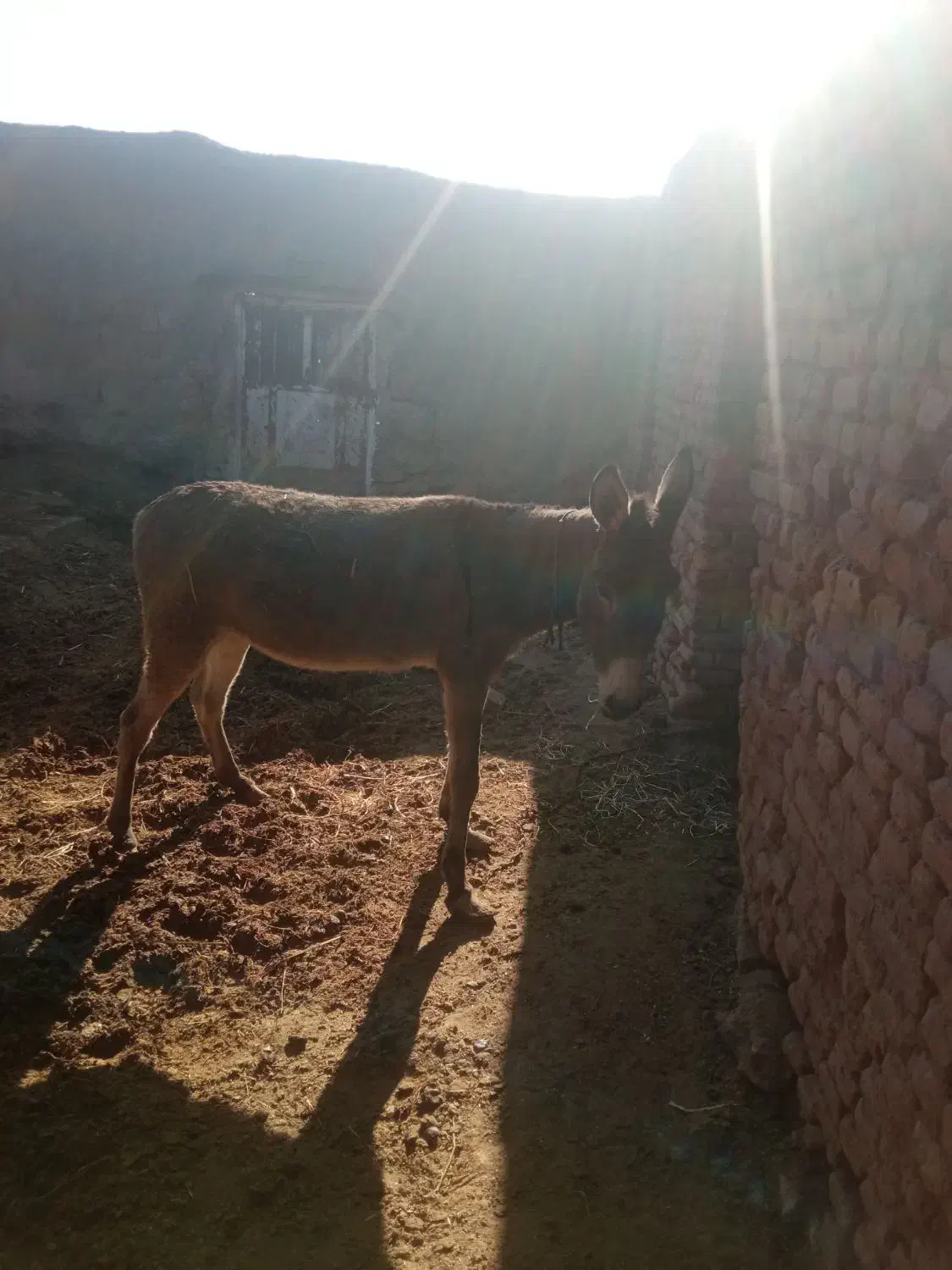 الاغ گله ای|حیوانات مزرعه|سبزوار, رباط|دیوار